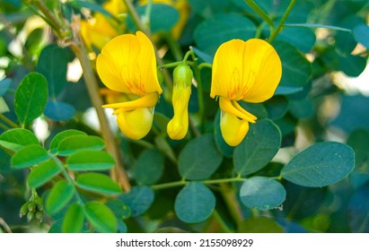 105 Bladder Senna Images, Stock Photos & Vectors | Shutterstock