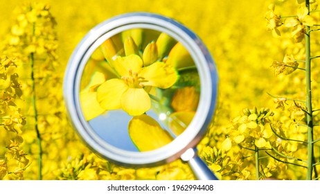 Colza flower being studied by farmer with a magnifying glass. Small rapeseed became closer. Looking close-up through magnifier on yellow canola plant