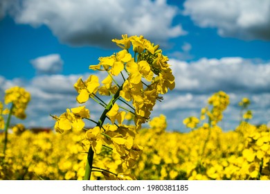 Colza Flower Close up View in a Yellow Field Background. Small Rapeseed Became Closer. Focus on Yellow Canola Plant