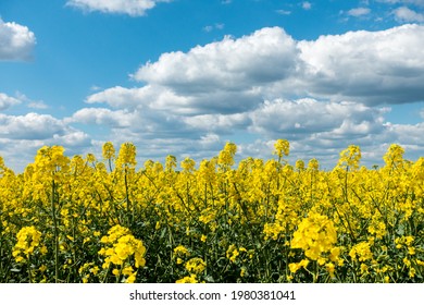Colza Flowers View in a Yellow Field Background. Small Rapeseed Bloom in Spring. Yellow Canola Plant Landscape. Ukraine Flag