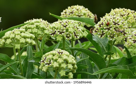 Comal County, Texas Hill Country Milkweed