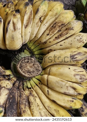 A comb cooking banana ,it called Pisang kepok (Musa acuminata or Musa ABB) Top view ,close up