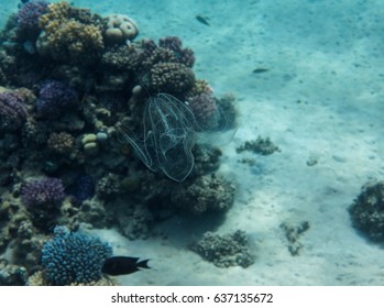 Comb Jellyfish