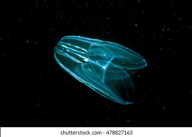 Comb Jellyfish In The Dark