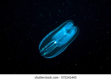 Comb Jellyfish In The Deep