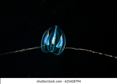 Comb Jellyfish With A Long Tentacles