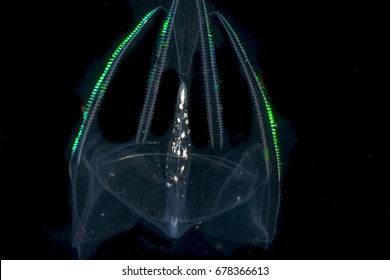 Comb Jellyfish At Night In The Gulf Stream