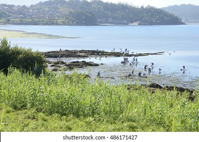 COMBARRO, SPAIN - AUGUST 5, 2016:  People Gathering Shellfish On The Shore Of The Ria De Pontevedra Combarro, Galicia, Spain.