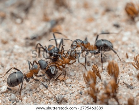 A combative confrontation between ants of different species is shown, including the blood-red ant (Formica sanguinea) and the black-backed meadow ant (Formica pratensis).