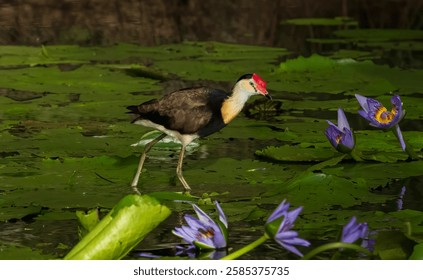 Гребневая якана (Irediparra gallinacea), которая ходит по лилиевым подушечкам с возмутительно большими ногами. Взрослый имеет кораллово-красный гребень на лбу. водно-болотные угодья на Золотом побережье, Квинсленд, Австралия.