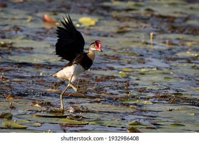 Comb-crested Jacana is also known as the lotusbird walks around on lily pads with it's very large feet with extremely long toes. South East Queensland Australia. Spring and Nature concept.