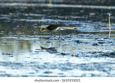 Comb-crested jacana on Lake Kununurra The Kimberleys Western Australia.