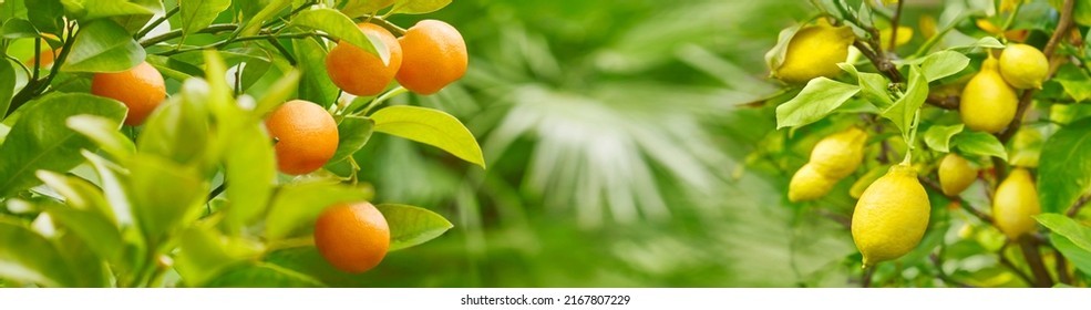 Combination with beautiful orange tree and lemon tree. - Powered by Shutterstock