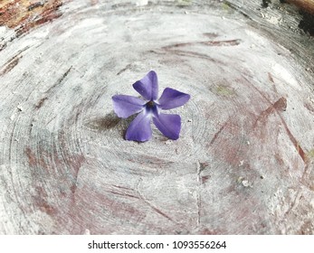 the combination of flower and decor