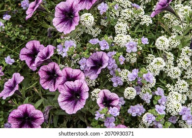 Combination Of Petunia And Alyssum