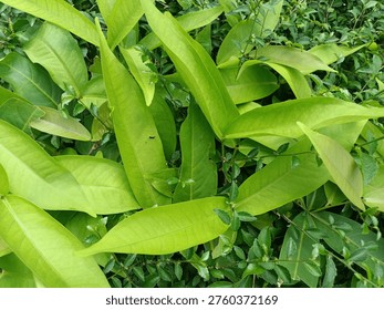 a combination of two types of plants with different textures and green colors: