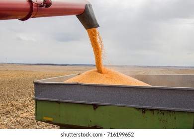 Combine Auger Unloading Corn Into A Wagon.