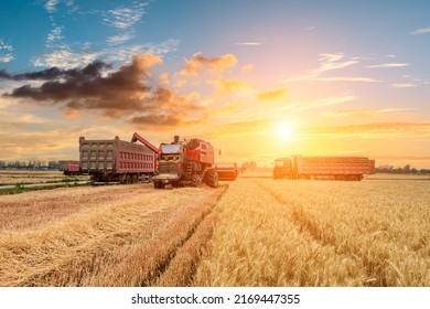 Combine harvester dumps harvested wheat into truck. Farm scene. farming harvest season at sunset. - Shutterstock ID 2169447355