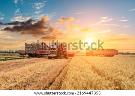 Combine harvester dumps harvested wheat into truck. Farm scene. farming harvest season at sunset.