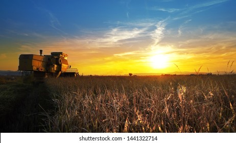 Combine harvester gathers the wheat crop at sunset, cinematic shot