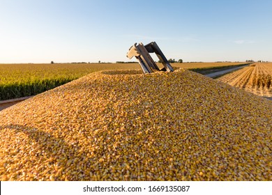 Combine Harvester Grain Bin With Full Load Of Harvested Corn Kernels. View From Top Of Hopper With Cornfields In Background During Harvest Season