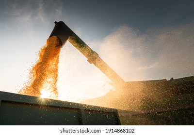 Combine Harvester Harvesting Corn At Twilight