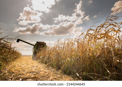 Combine Harvester Harvesting Corn At Twilight