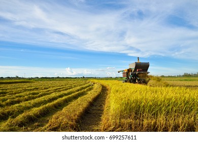Combine harvester is harvesting in gold rice field, Farmers harvesting rice in their fields 