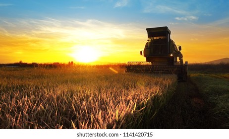 A Combine Harvester Harvesting An Oats Crop At Sunset