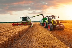Combine Harvester Harvesting Ripe Wheat On Big Wheat Field And Tractor .Agricultural Activity, Excellent Harvest In Sunset