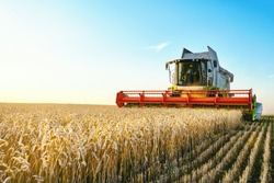 Зерноуборочный комбайн собирает спелую пшеницу. сельское хозяйство