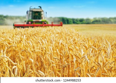 Combine harvester harvests ripe wheat. agriculture  - Shutterstock ID 1244988253