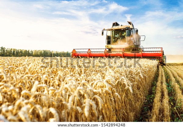 Combine harvester harvests ripe wheat.\
Ripe ears of gold field on the sunset cloudy orange sky background.\
. Concept of a rich harvest. Agriculture\
image.