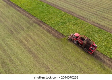 Combine Harvester Harvests Sugar Beet On The Field. Aerial View