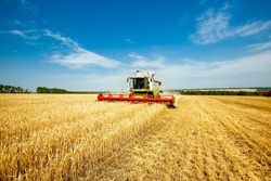 Combine Harvester Harvests Wheat In The Field. Agriculture Background. Harvest Season
