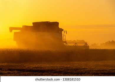 Combine harvester harvests wheat in the field at sunset. - Shutterstock ID 1308181510