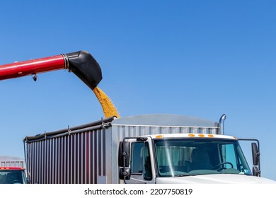 Combine Harvester Loading Corn Kernels Into Grain Truck During Harvest Season. Farming, Ethanol And Commodity Market Price Concept