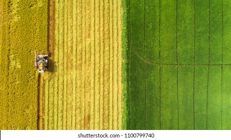 Combine Harvester Machine With Rice Farm.Aerial View And Top View.