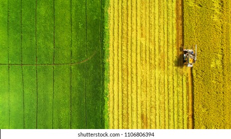 Combine Harvester Machine With Rice Farm.Aerial View And Top View. Beautiful Nature Background.