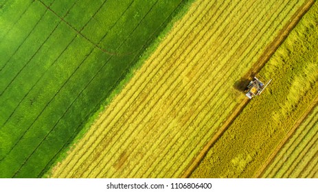 Combine Harvester Machine With Rice Farm.Aerial View And Top View. Beautiful Nature Background.