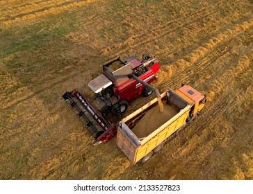 Combine harvester on spring wheat harwesting. Wheat and winter barley yields. Wheat, maize, soybeans. Harvester loads grain in dump truck for transportation to a flour and bread plant. Grain market.
