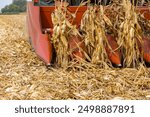 Combine harvester picking corn in cornfield during harvest season. Farming, harvest, agriculture trade and export concept.