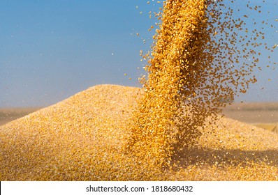 Combine Harvester Pours Corn Maize Seeds.