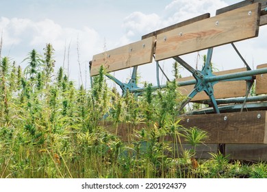 Combine Harvester Taking Off The Rich Harvest On The Industrial Hemp Plantation