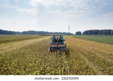 Combine Harvester Taking Off The Rich Harvest On The Industrial Hemp Plantation, Aerial View