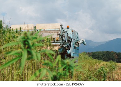 Combine Harvester Taking Off The Rich Harvest On The Industrial Hemp Plantation