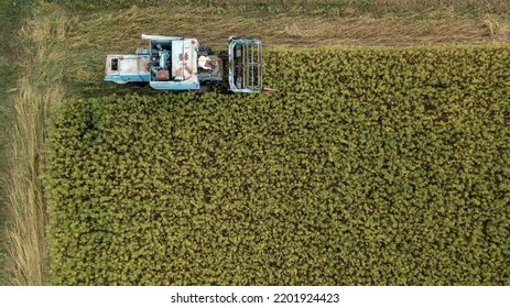 Combine Harvester Taking Off The Rich Harvest On The Industrial Hemp Plantation, Aerial View