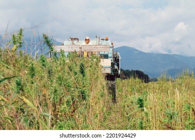 Combine Harvester Taking Off The Rich Harvest On The Industrial Hemp Plantation