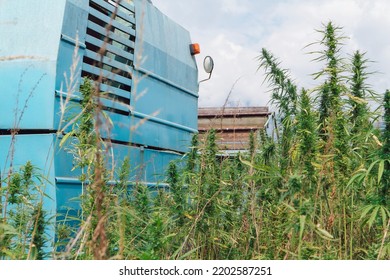 Combine Harvester Taking Off The Rich Harvest On The Industrial Hemp Plantation