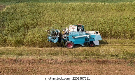 Combine Harvester Taking Off The Rich Harvest On The Industrial Hemp Plantation, Aerial View